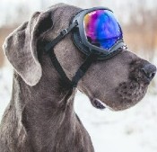 thumb of great dane in goggles